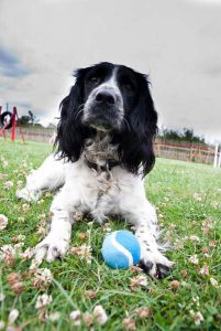 Canine guest enjoying a luxury dog holiday in London.