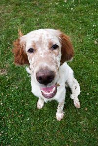 High-end pet hotel offering comfort and care in London.