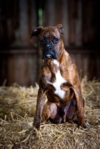 boxer puppy training at Halo Dogs