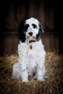 Premium dog holiday with expert care in London.