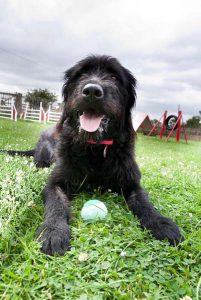 Dog relaxing during a holiday at a pet resort.