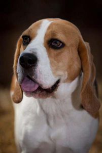 Stress-free dog holiday experience in London.