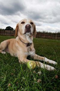 Spacious dog kennel in London with comfort facilities.