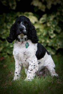 Professional kennel staff caring for dogs in London.