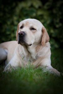 Safe and comfortable kennels for dogs in London.