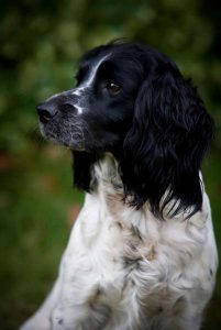 Outdoor kennel run with play areas in London.