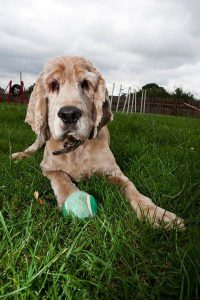 Happy dog on a holiday at a London dog hotel.