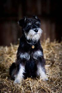 schnauzer training at Halo Dogs