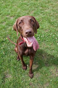 Dogs socialising at a premium dog daycare and hotel.