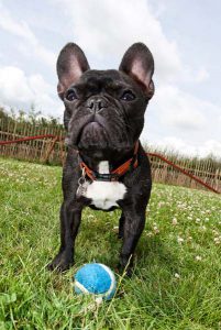 Active dog exploring kennel grounds in London.