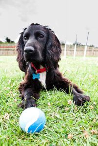 Happy pet on a holiday break in luxury kennels.