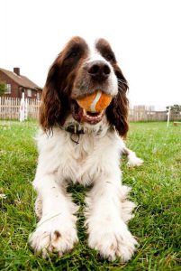 Spacious, modern kennel facilities in London.