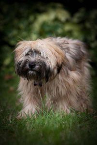 Dog enjoying the comforts of a luxury dog hotel.