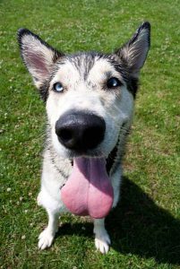 Dog holiday with personalised care in London kennels.
