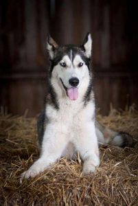 Dog relaxing after a fun day at London kennels.