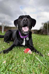 Dogs enjoying group activities at London daycare.