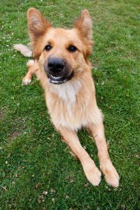 Fluffy dog having fun at a holiday kennel London.