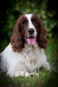 Dog unwinding in peaceful kennel accommodation.
