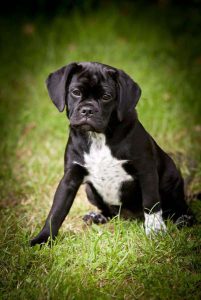 Luxury pet hotel providing a dog holiday in London.