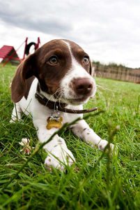 Safe and friendly dog daycare with outdoor space.