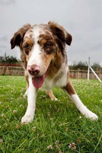 London kennel with play areas for active dogs.