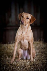 Dog training in London