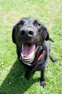 Dog enjoying comfort and care at London dog hotel.