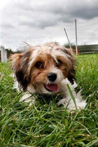 Luxury kennels providing dog holidays in London.