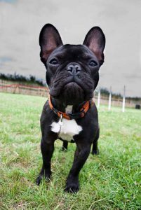 Happy dogs playing during daycare at London kennel.