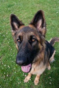 Puppy playing in safe, supervised London daycare.