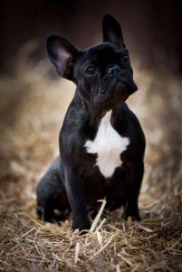 Dog holiday experience at premium London kennel.