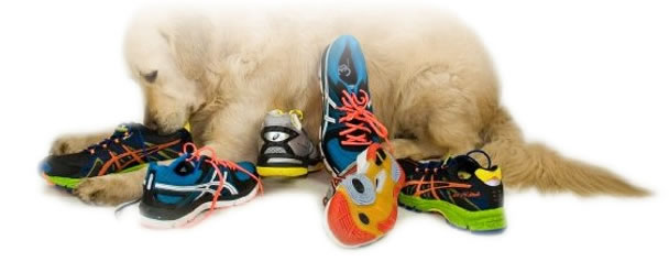 Doggy Day Care London Prices