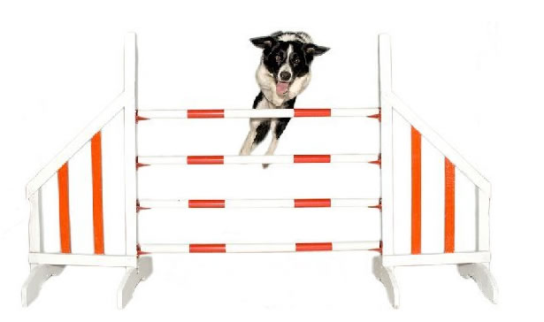 Dog Agility Prices