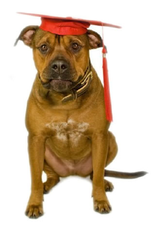 Dog Training Prices