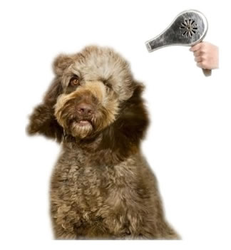 Dog Grooming London Prices