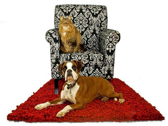 Pet Sitting London Prices