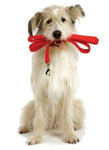 Luxury Dog Hotel in London