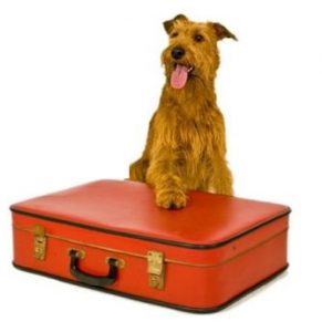 Dog Boarding £70 per day