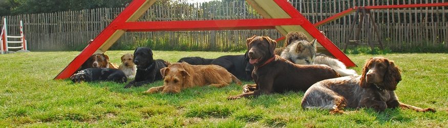 Dog holidays North London