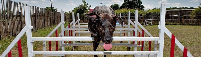 kennels in North London