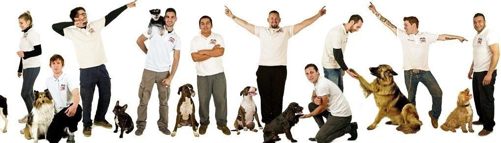 luxury dog hotel