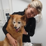dog hotel London