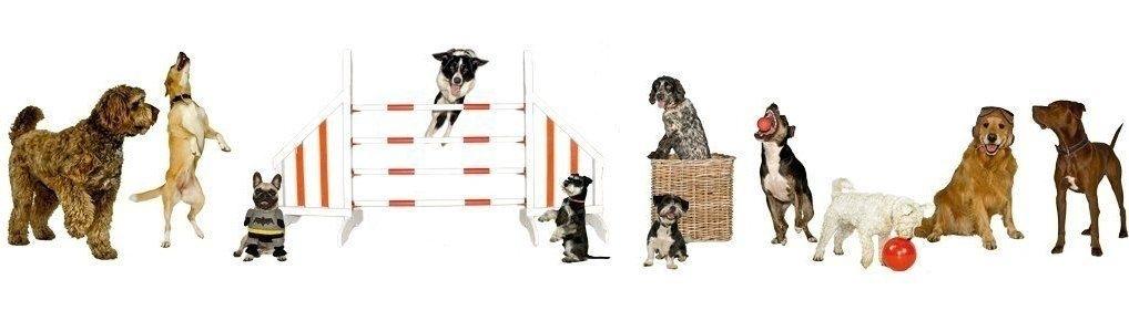 dog boarding London