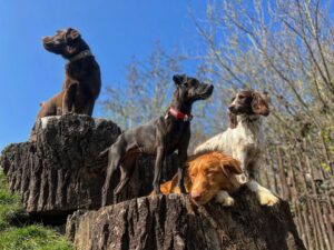 Dog Day Care in London—Not Just Day Care. It's a Dog’s Best Life
