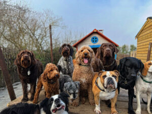 Dog Day Care in London—Not Just Day Care. It's a Dog’s Best Life