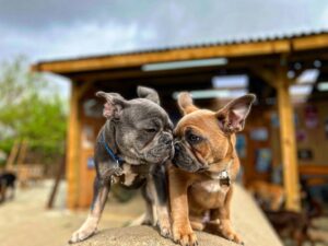 Dog Day Care in London—Not Just Day Care. It's a Dog’s Best Life
