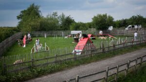 london dog agility course