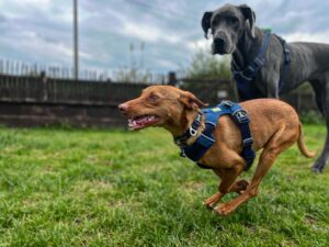 Dog Day Care in London—Not Just Day Care. It's a Dog’s Best Life