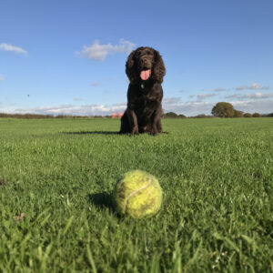 Dog Training