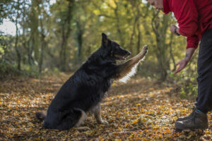 One-to-one dog behaviour training with expert trainer at Halo Dogs